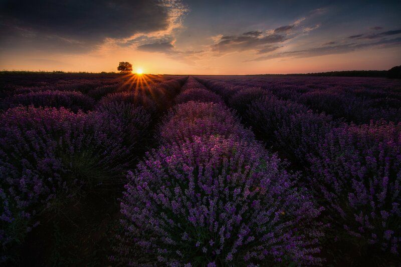 Sunset with the breath of lavender