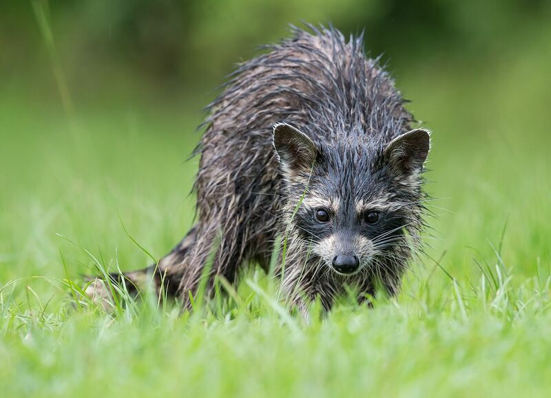 Енот-полоскун после дождя - Wet Raccoon
