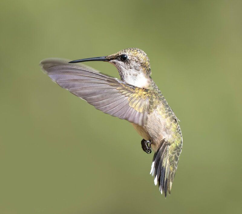 Колибри - Hummingbird  flight