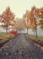 The Fog