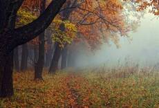 Morning in the Fog