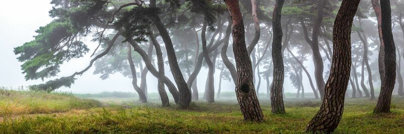 Limhanri pine forest