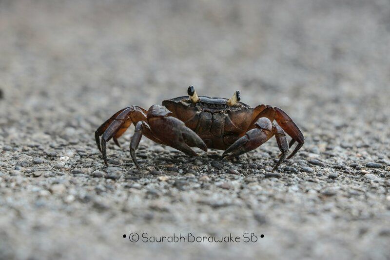 Crab macro 