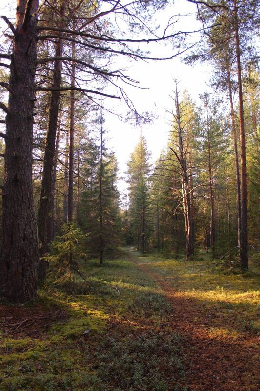 Лес Архангельской области