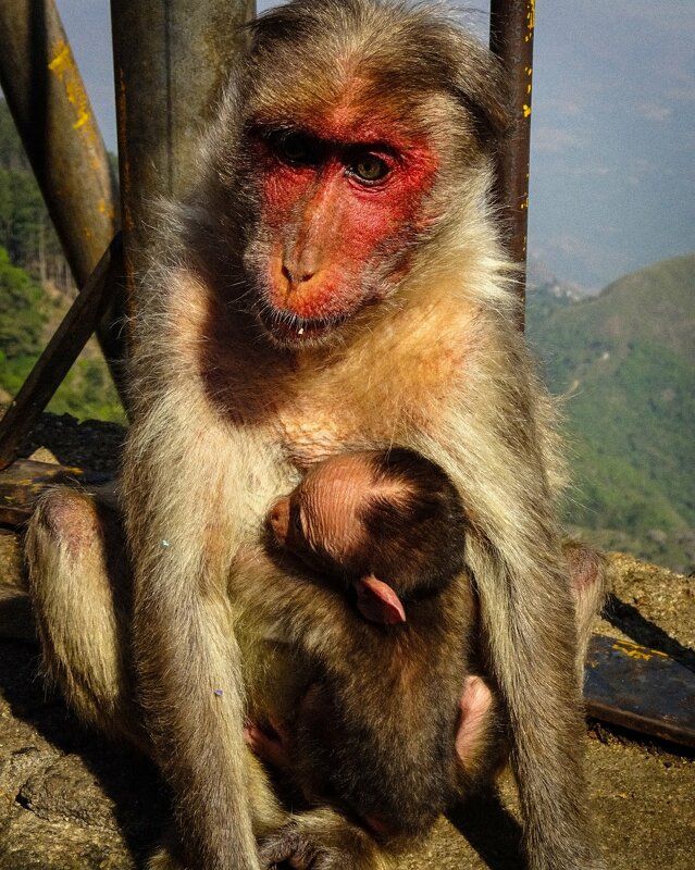 Monkey mother love