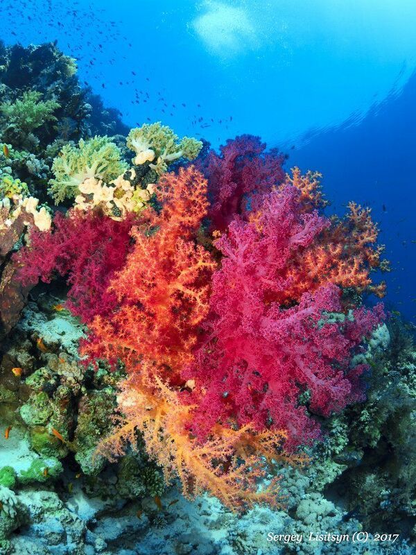 Коралловый сад.