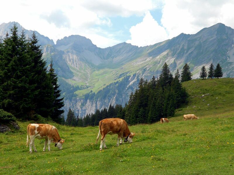 Majestuosidad en los Alpes suizos