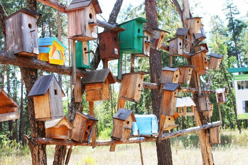 кормушки для птиц в Национальном парке Бузулукский бор