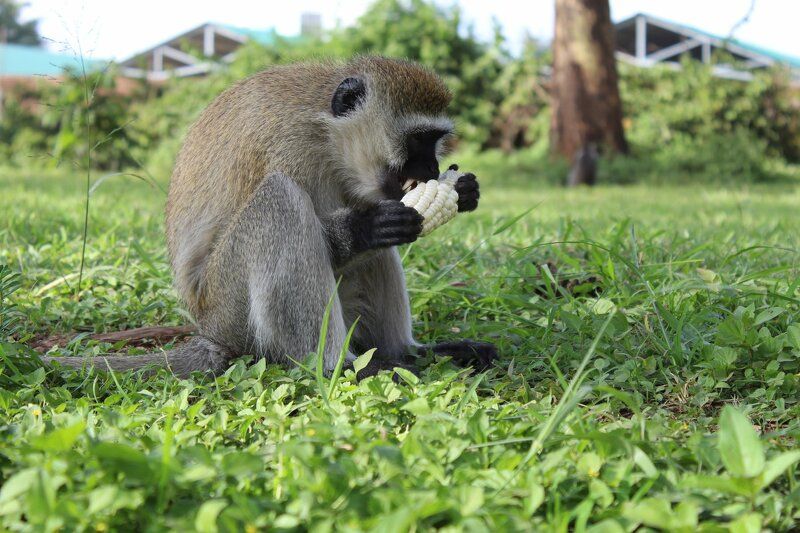 Monkey Eating Maize