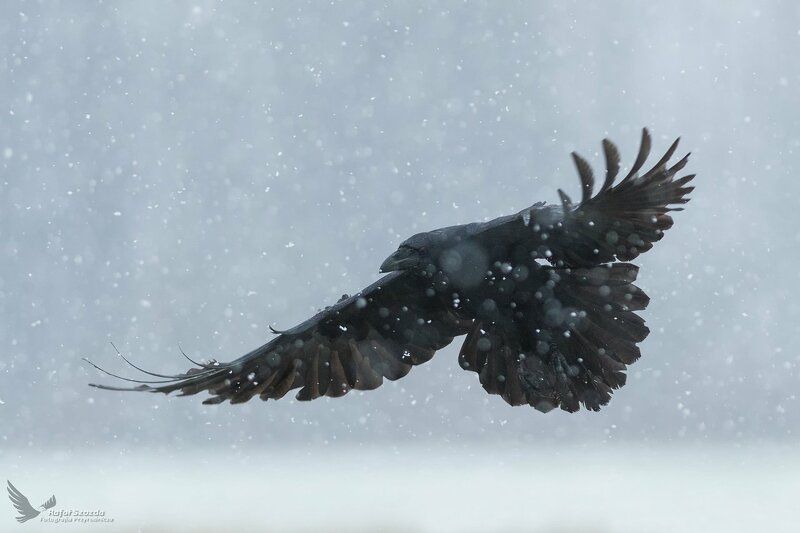 Kruk, Common Raven (Corvus corax) ... 2017r