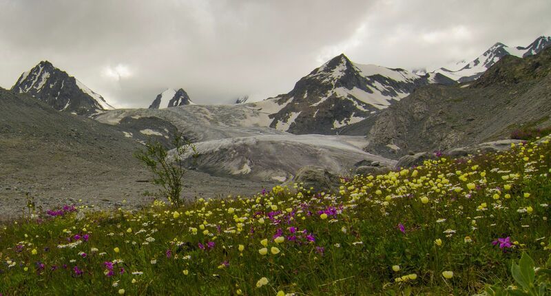 Цветы ледников