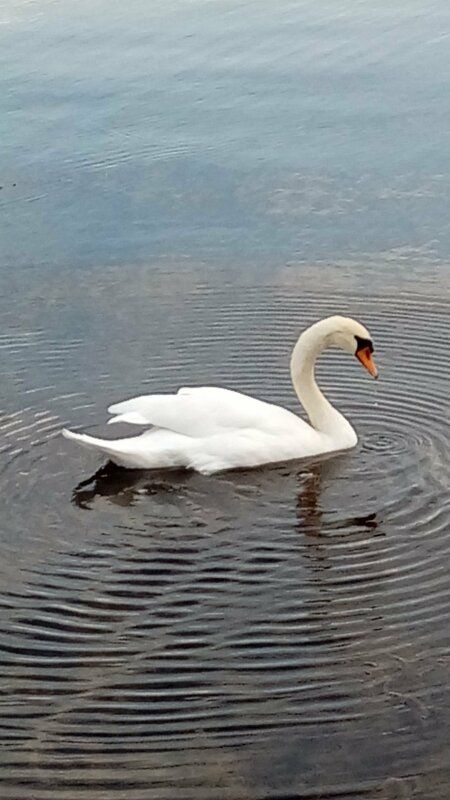 Лебедь на озере Охрид