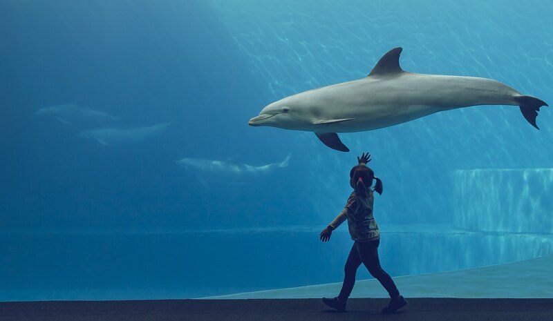Дружба девочки и дельфина