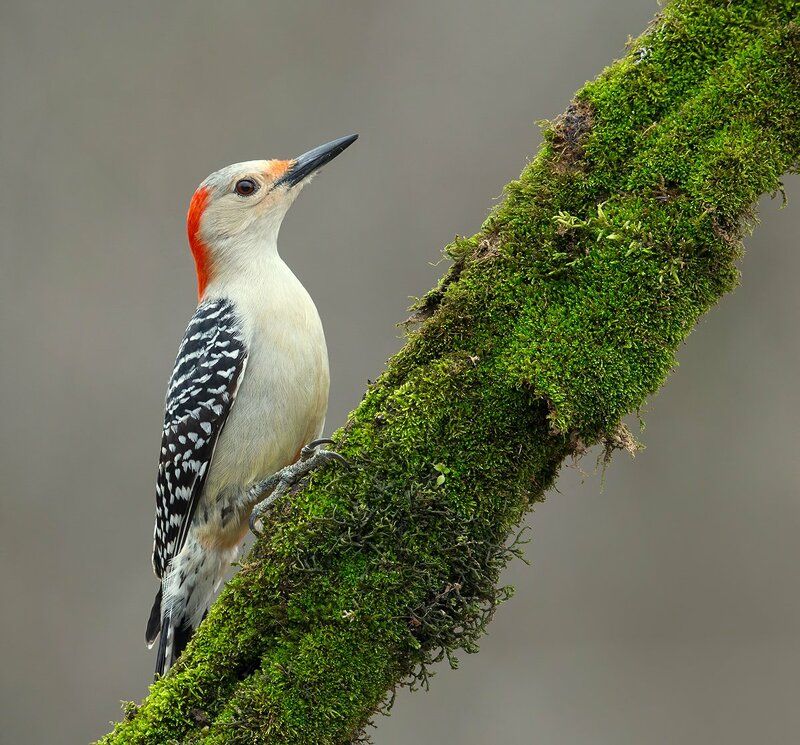 Red-bellied Woodpecker female. Самка. Дятел - Каролинский меланерпес