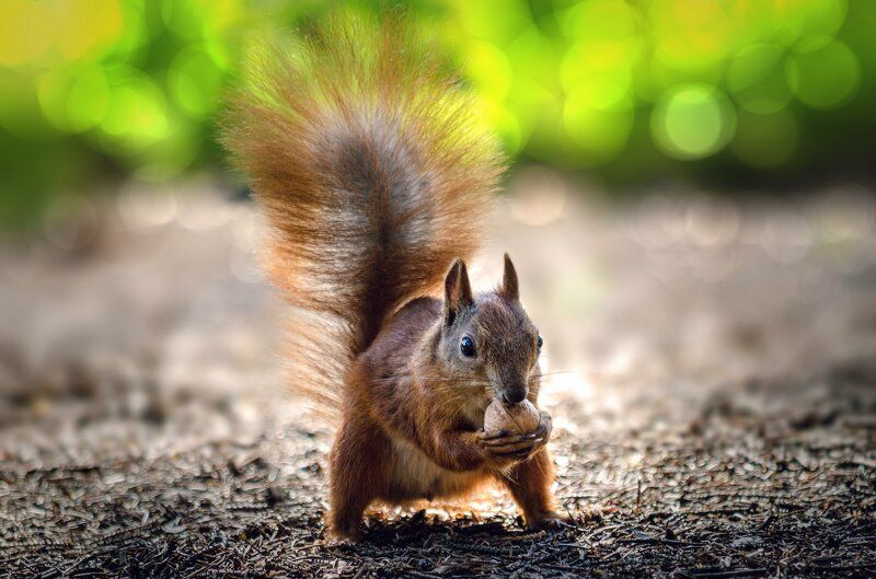 Белка с орехом | Squirrel with a nut