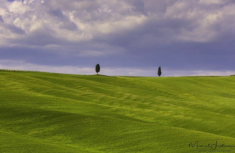 Two cypresses story...