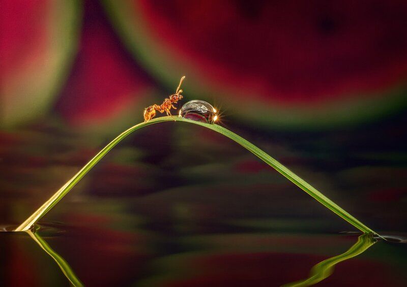 Муравей в арбузах | The Ant in Watermelons