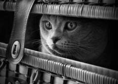 Dark cat in Dark