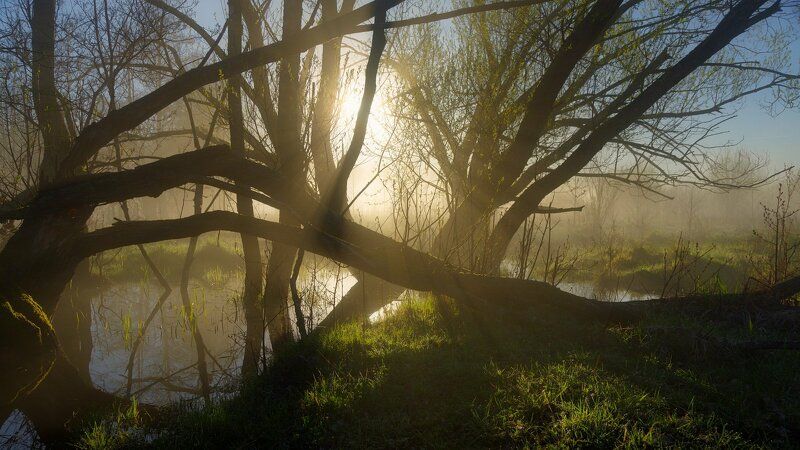 Ивы в тумане майского утра