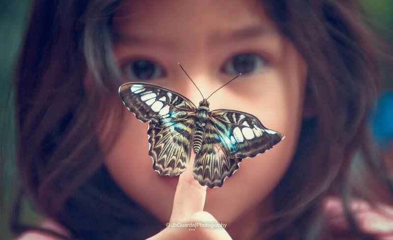 See the Butterfly