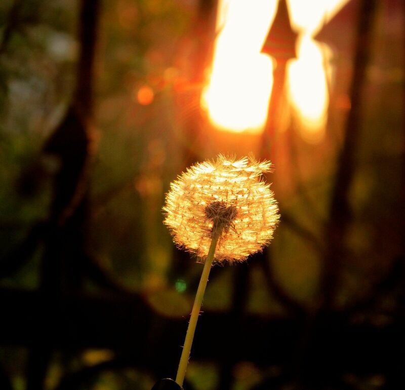 Dandelion at sunset