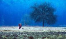 ... horse story...