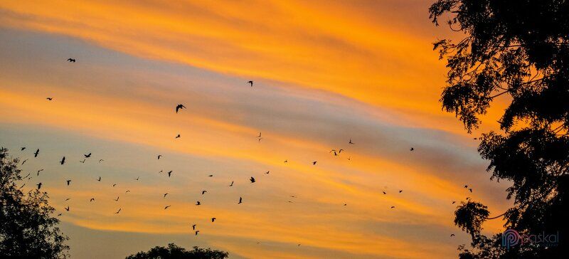 Orange Clouds with Birds