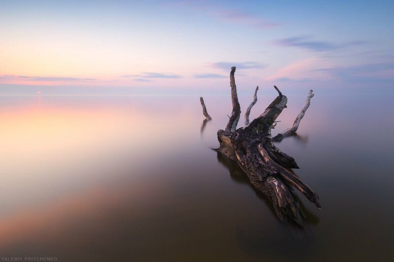 Тихий берег Куршского залива на рассвете.