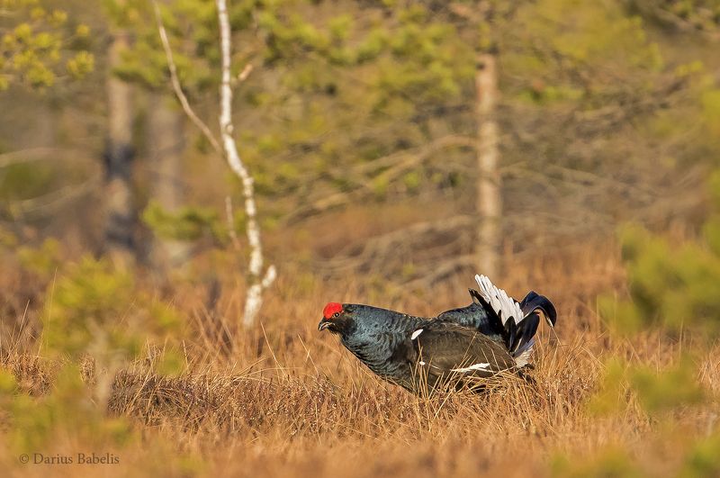 Тетерев Фото Птицы Крупным Планом