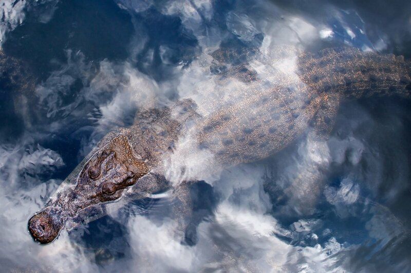 Крокодил в облаках