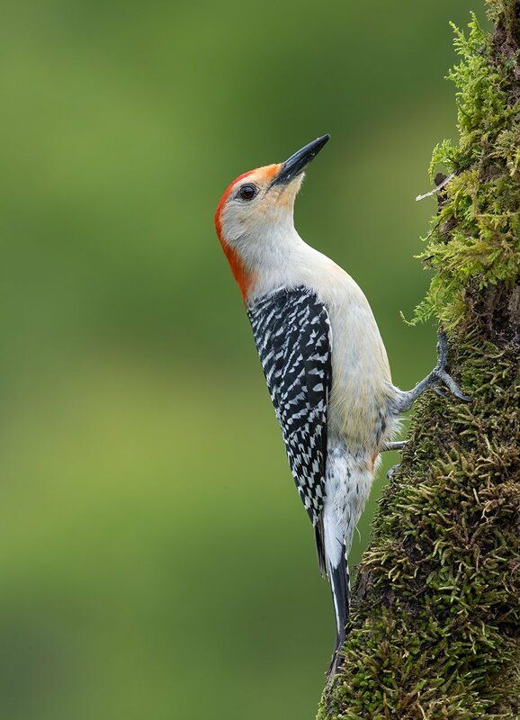 Дятлы - Каролинский меланерпес -Red-bellied Woodpecker male and Female