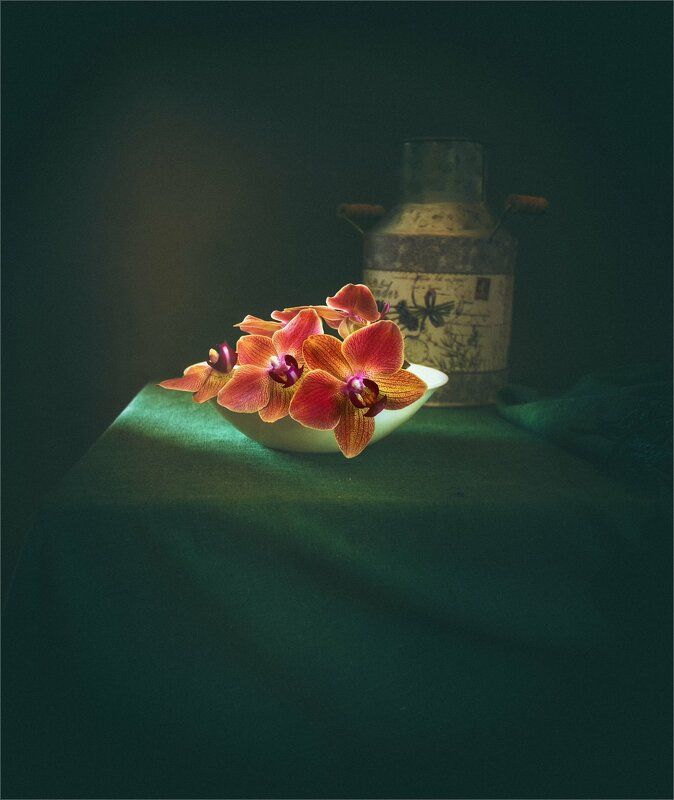 натюрморт с цветами орхидеи
