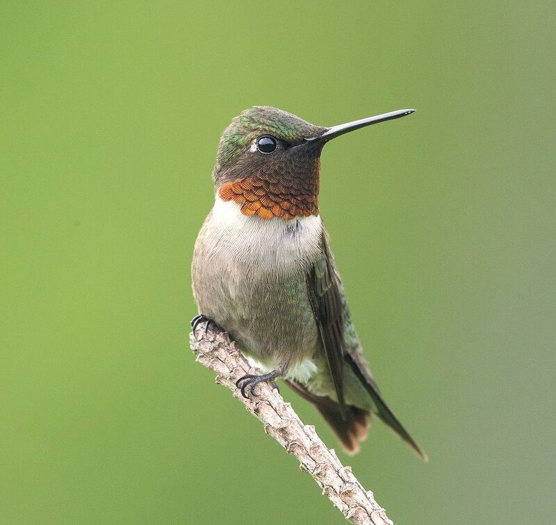 Ruby-throated Hummingbird - Рубиновогорлый колибри