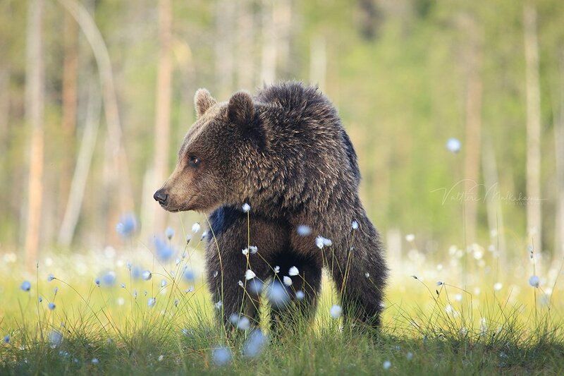 Медвежье лето
