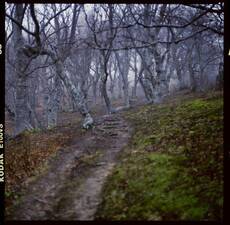 magic wood