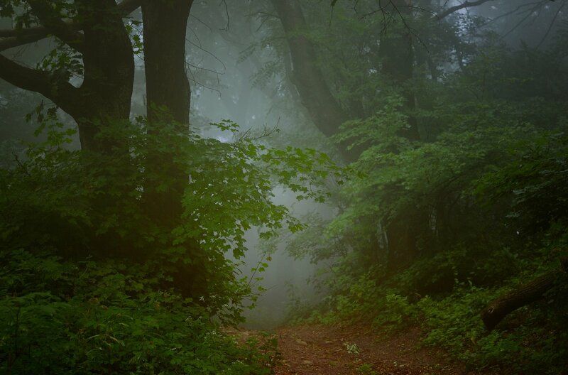 Тропа в туманном лесу