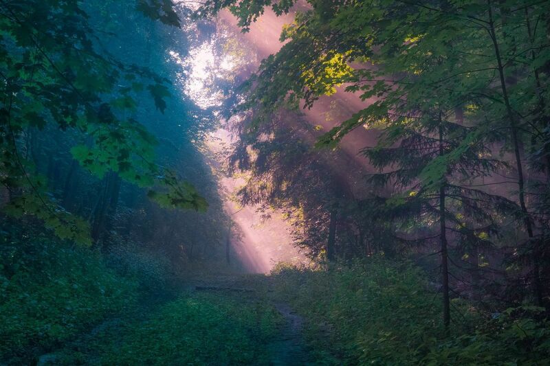 Раннее утро в лесу