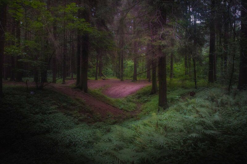 Прогулка в таинственном лесу