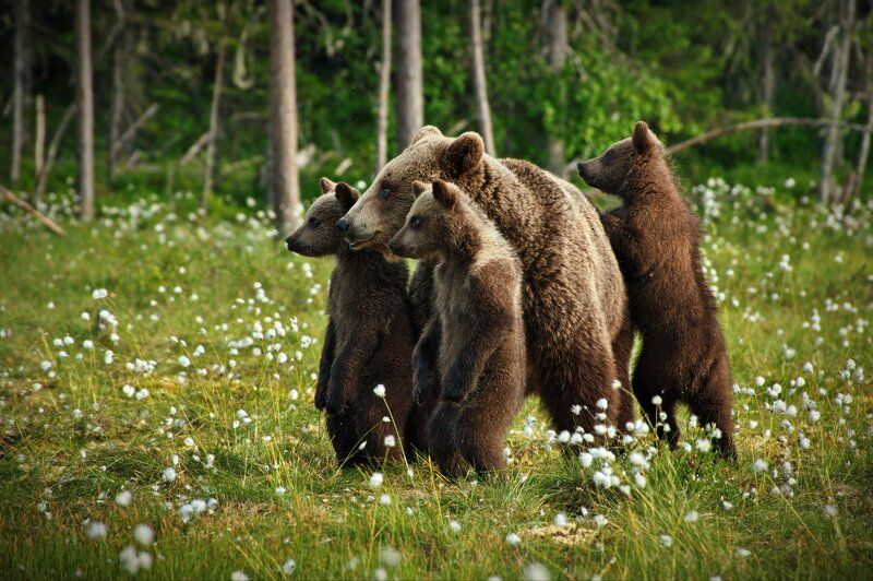 Медвежьи истории - 2