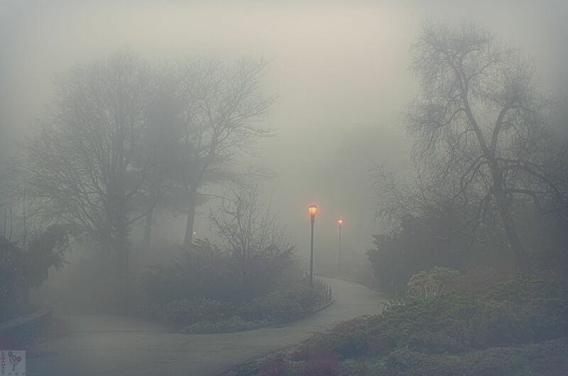 Густой утренний туман в весеннем парке
