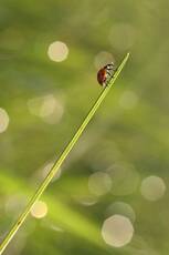 Ladybug