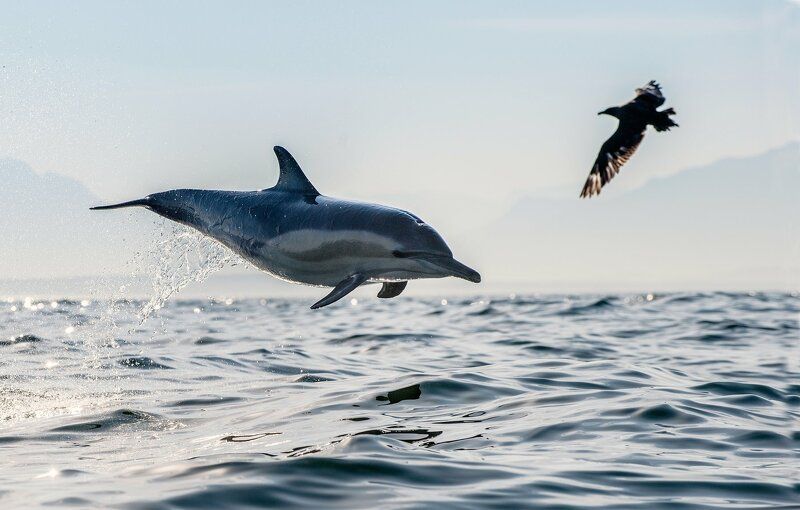 Дельфин и поморник