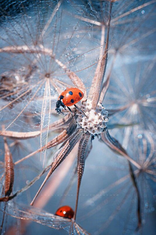 ladybird on dandelion