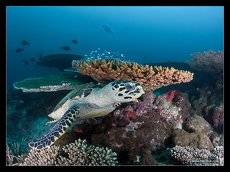 Reef life