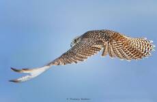 Look! Falco Rusticolus in attack!