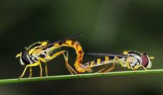 журчалки Sphaerophoria sp.