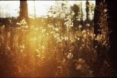 in search of sunrise