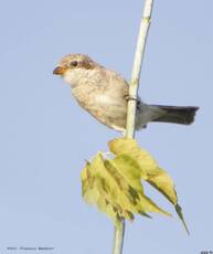 Сорокопут-жулан