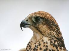Falco Cherug (Portrait).