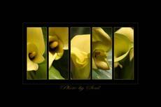 Yellow Zantedeschia